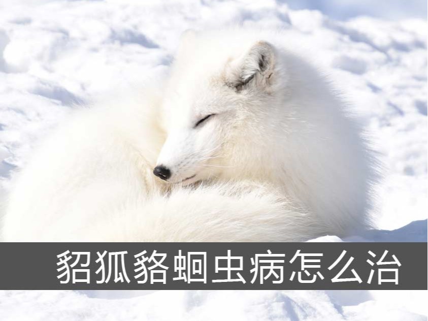貂狐貉蛔蟲病怎么治？【康地恩特養(yǎng)】