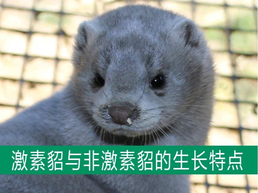 激素貂與非激素貂的生長發(fā)育特點相同嗎？【康地恩養(yǎng)貂】