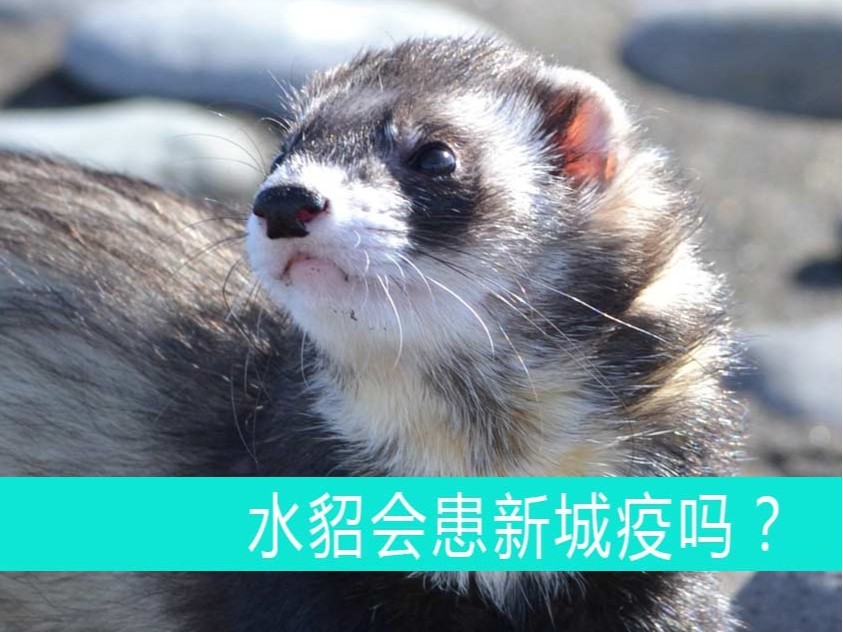 水貂會患新城疫嗎？【康地恩貂狐貉飼養(yǎng)】