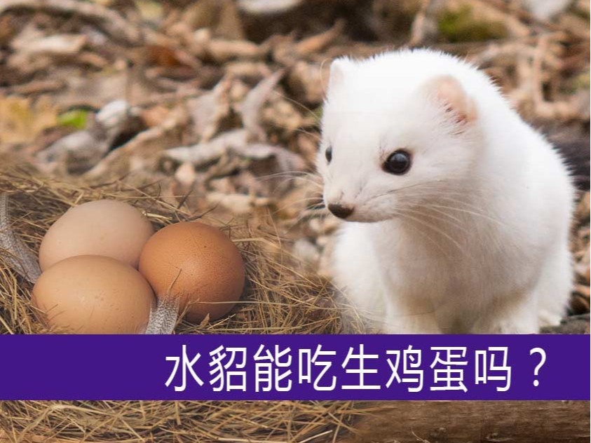 水貂能吃生雞蛋嗎？【康地恩養(yǎng)貂】