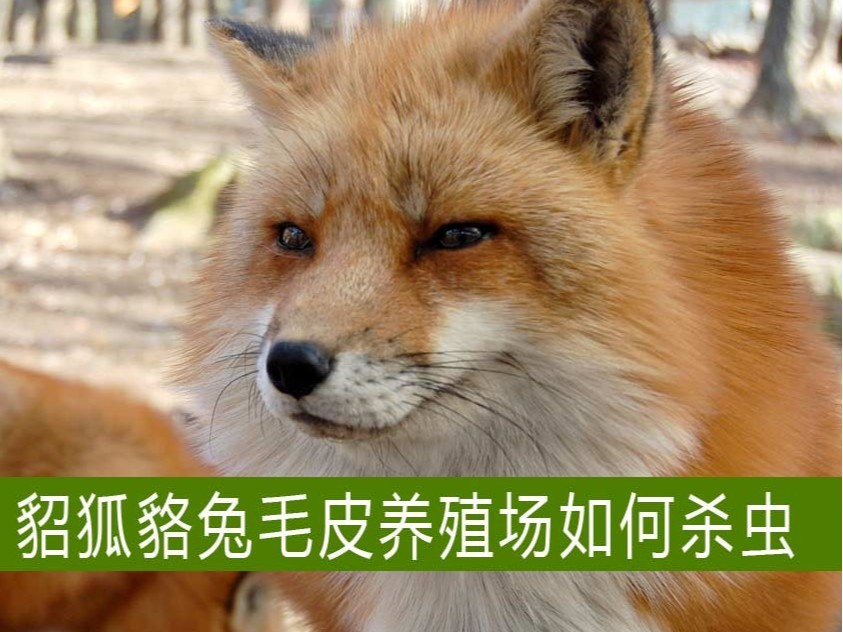 貂狐貉兔等毛皮養(yǎng)殖場如何殺蟲？【康地恩特養(yǎng)】