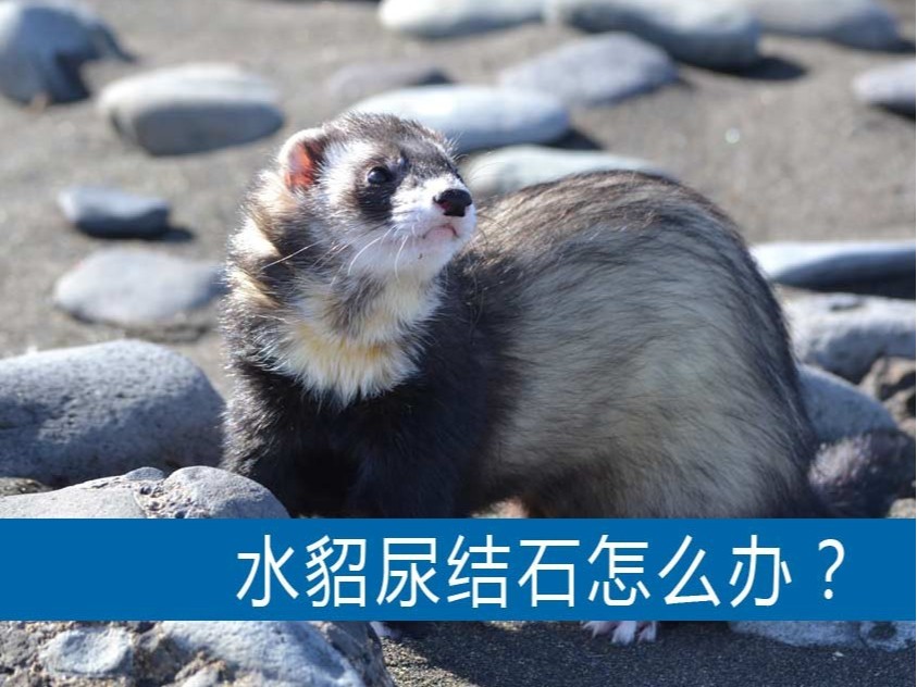 水貂尿結(jié)石怎么辦？【康地恩養(yǎng)貂】