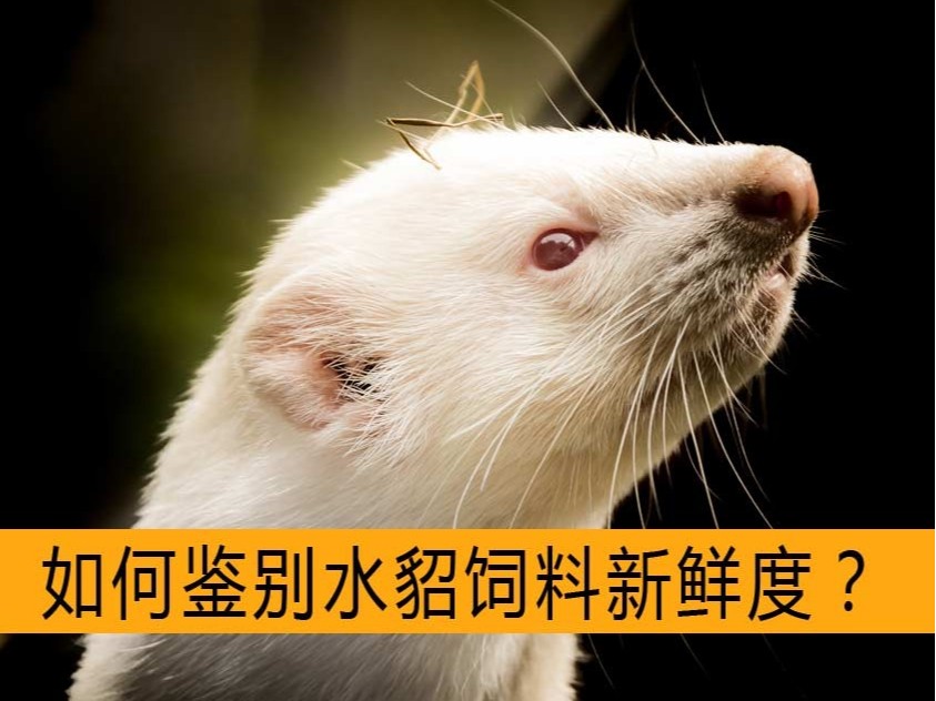 如何鑒別水貂飼料新鮮度？【康地恩毛皮飼養(yǎng)】