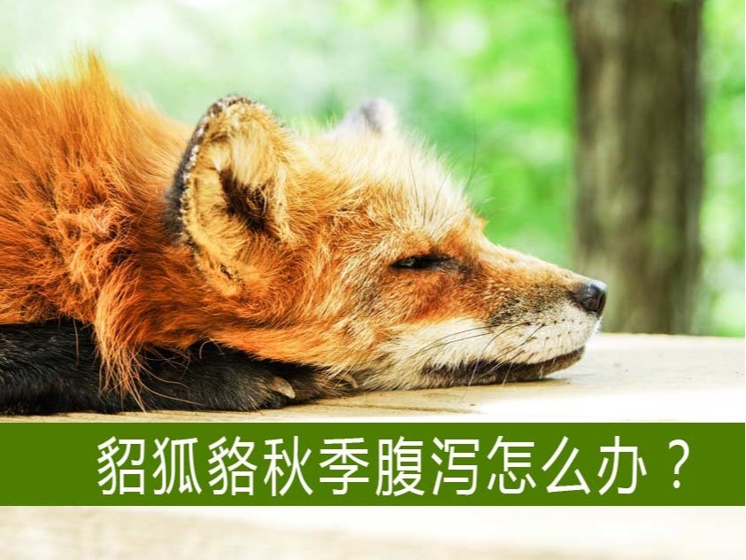 貂狐貉等毛皮動物秋季腹瀉怎么辦？【康地恩特養(yǎng)】