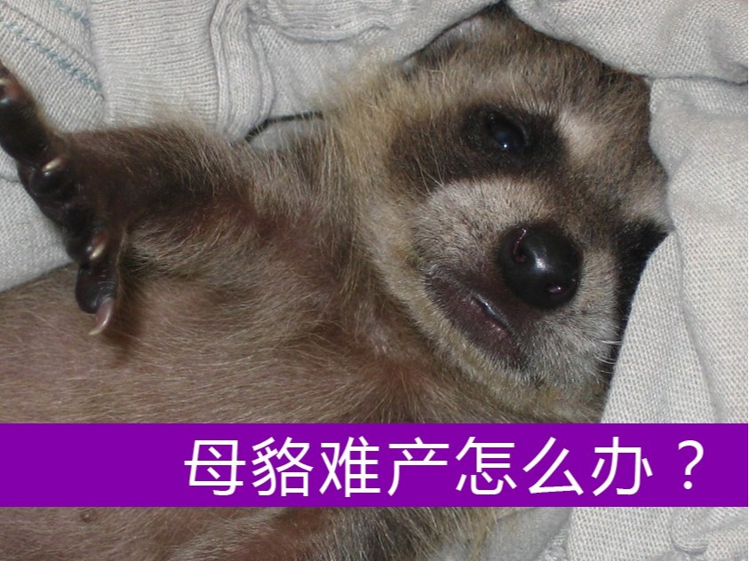 母貉難產(chǎn)怎么辦？【康地恩養(yǎng)貉】