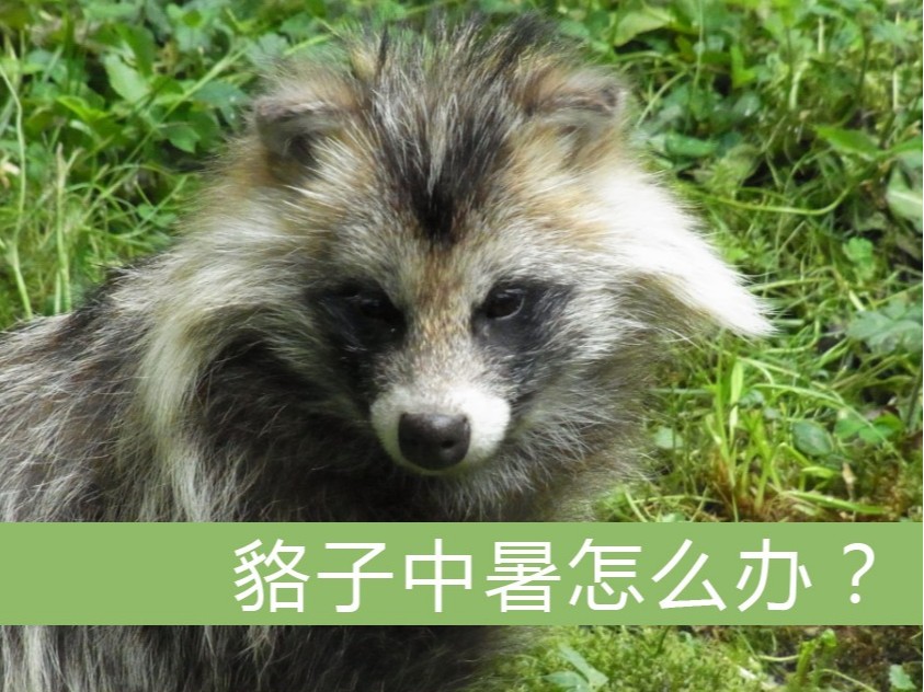 狐貉中暑怎么辦？【康地恩特養(yǎng)】