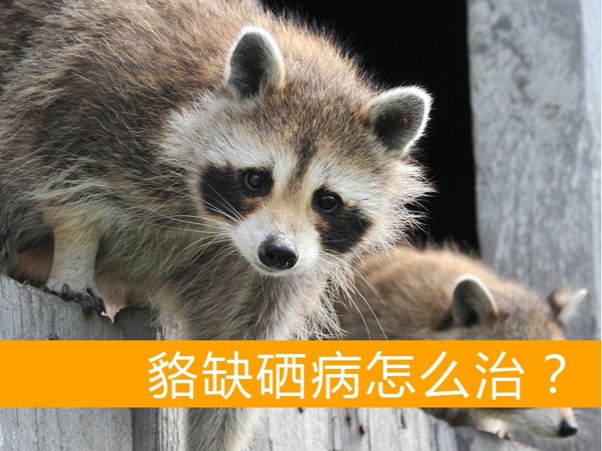 貉缺硒病怎么治療？【康地恩養(yǎng)貉】
