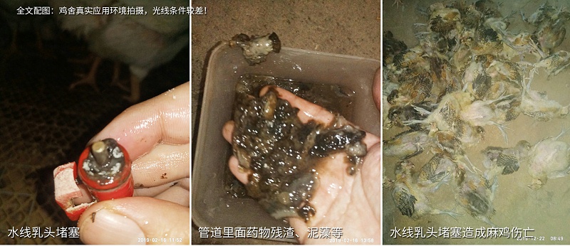 規(guī)模化雞場(chǎng)水質(zhì)管理