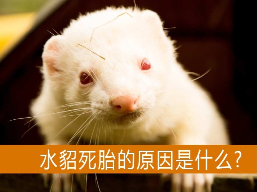 造成水貂死胎的原因是什么？【康地恩養(yǎng)貂】