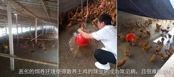 惡劣的飼養(yǎng)環(huán)境使得散養(yǎng)土雞的球蟲病成為常見病，且很難根除
