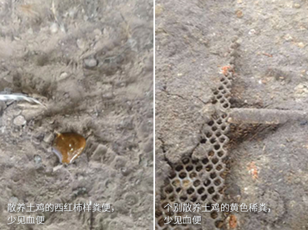得球蟲病的散養(yǎng)土雞易見西紅柿樣糞和個(gè)別散養(yǎng)土雞黃色稀糞，少見血便