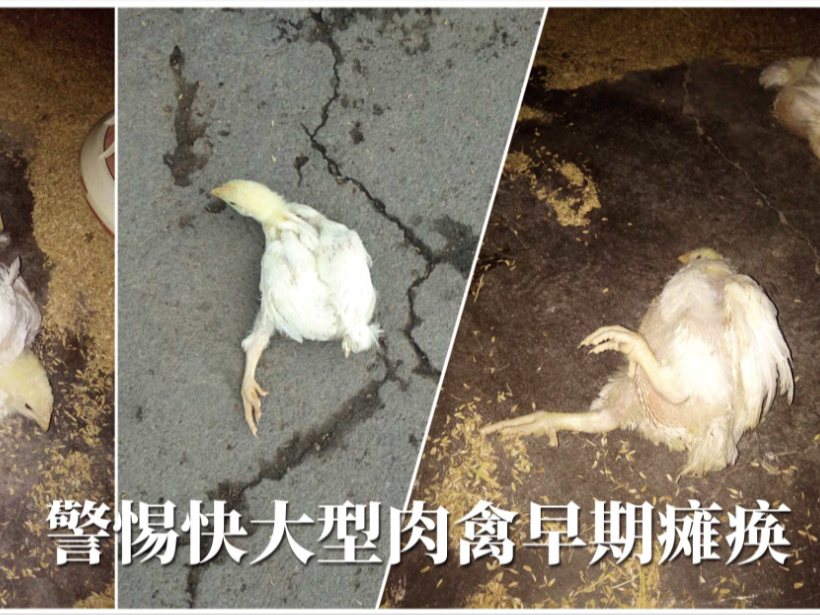 快大型肉禽早期缺硒性癱瘓怎么辦？【康地恩養(yǎng)殖】