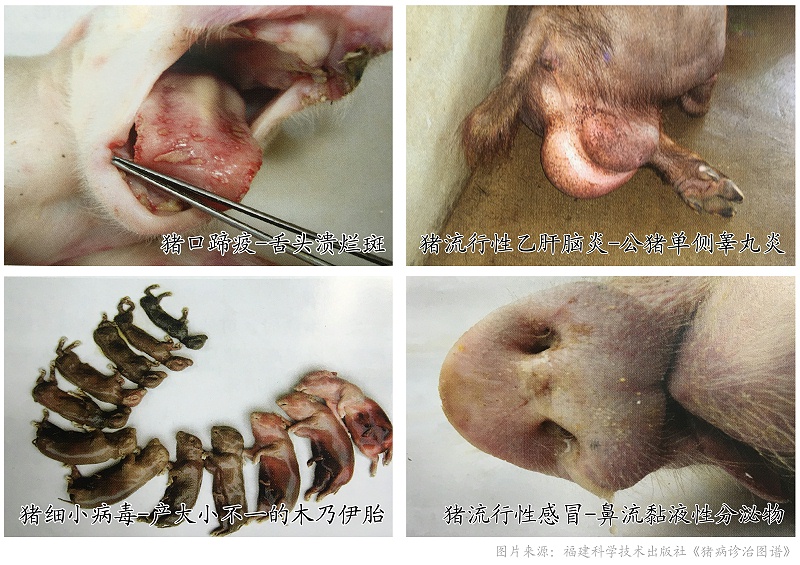 常見引起母豬流產(chǎn)、死胎疾病鑒別表-豬藥廠家-青島康地恩