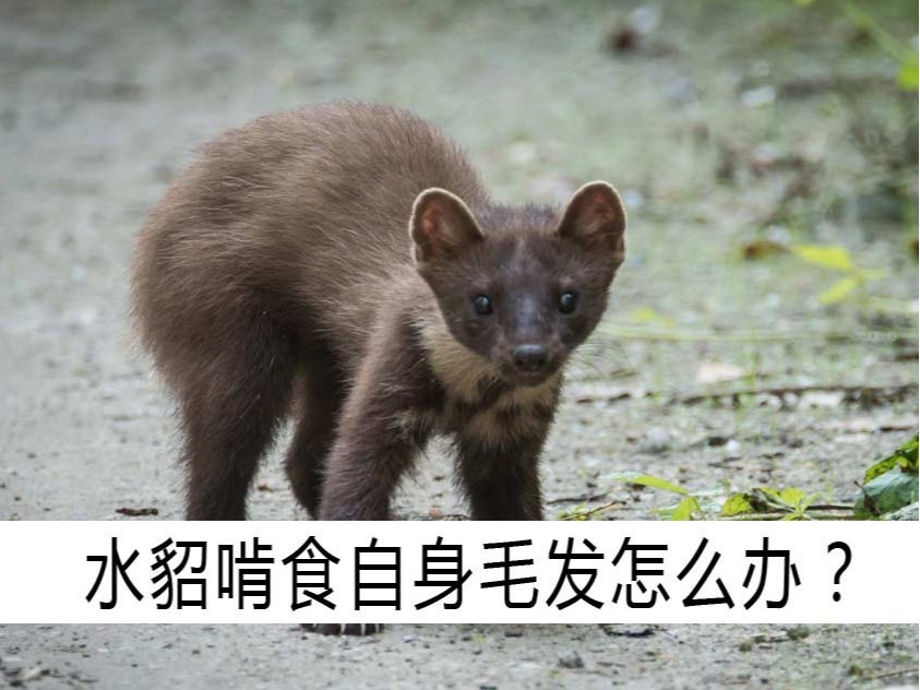 水貂啃食自身毛發(fā)怎么辦？【康地恩養(yǎng)貂】