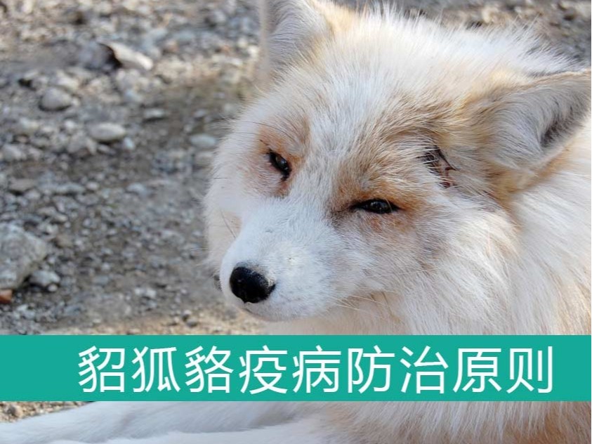 貂、狐、貉疫病防治的基本原則【康地恩特養(yǎng)】