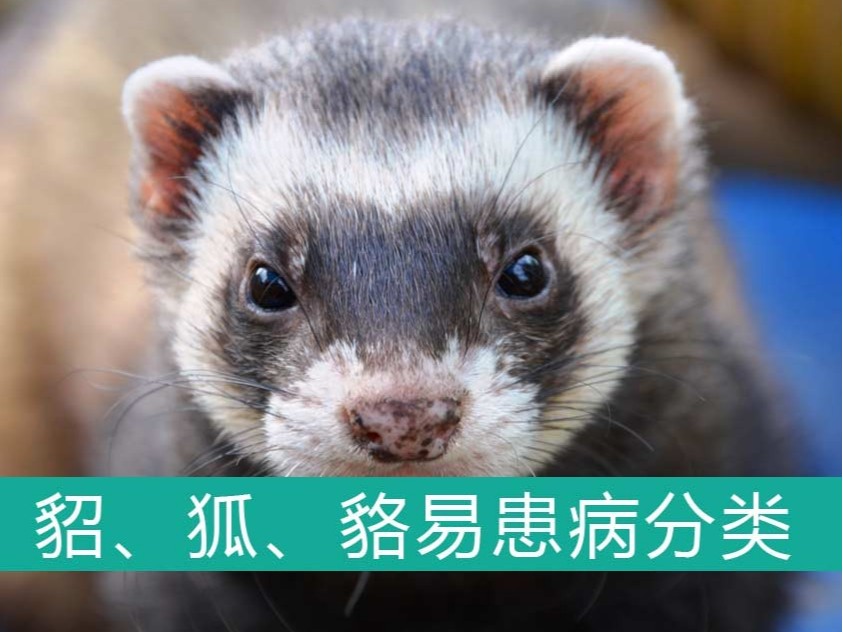 貂、狐、貉易患病分類【康地恩特養(yǎng)】