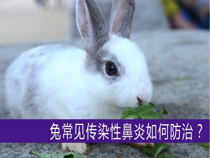 【康地恩-養(yǎng)兔】兔常見(jiàn)傳染性鼻炎如何防治？