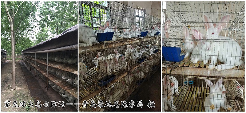 家兔球蟲病怎么防治？【康地恩特養(yǎng)】
