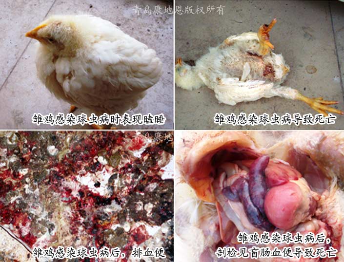 球蟲(chóng)病雛雞癥狀-青島康地恩新獸藥