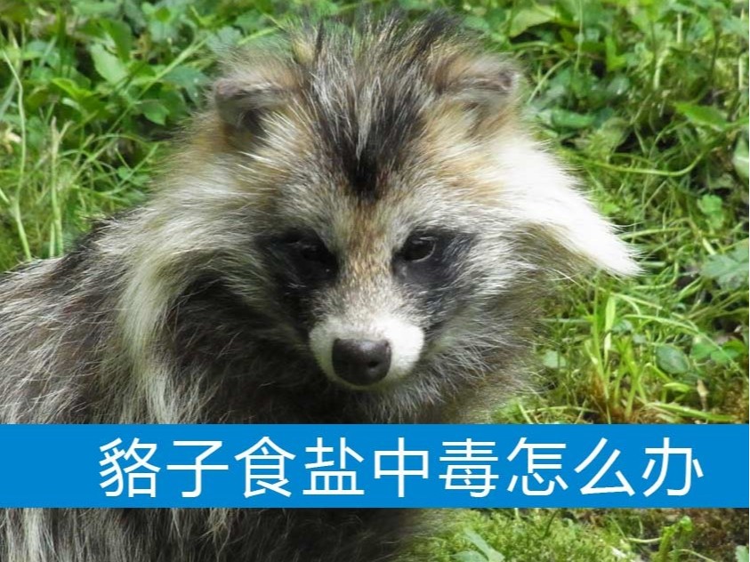 貉子食鹽中毒怎么辦？【康地恩養(yǎng)貉】