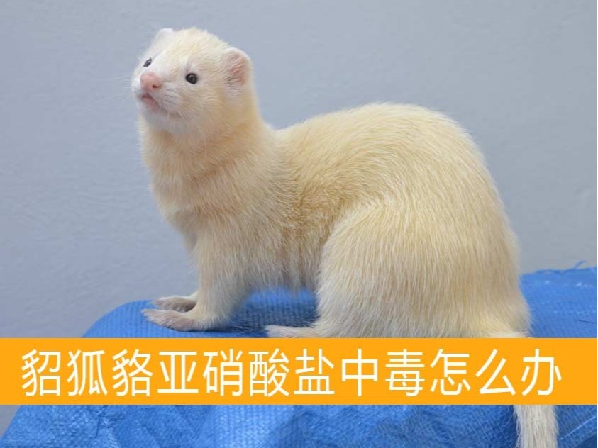 貂狐貉亞硝酸鹽中毒怎么辦？