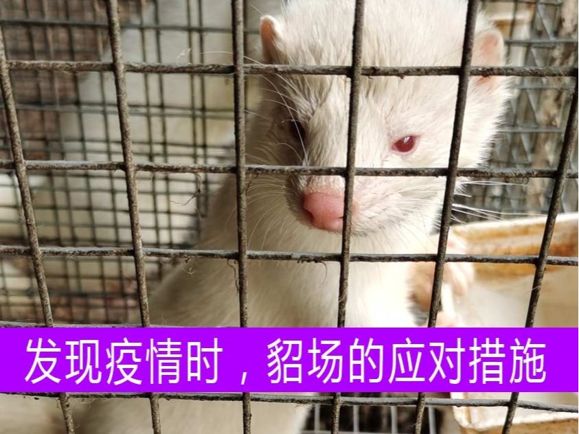 發(fā)現(xiàn)疫情時，貂場應(yīng)采取什么樣的應(yīng)對措施？【康地恩養(yǎng)貂】