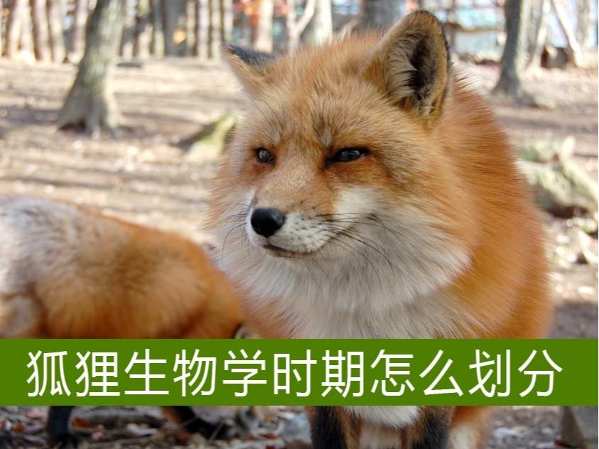 狐貍生物學(xué)時(shí)期怎么劃分？【康地恩毛皮養(yǎng)殖】