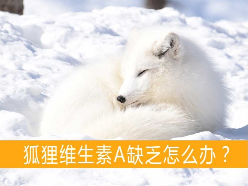 狐貍維生素A缺乏怎么辦？【康地恩貂狐貉飼養(yǎng)】