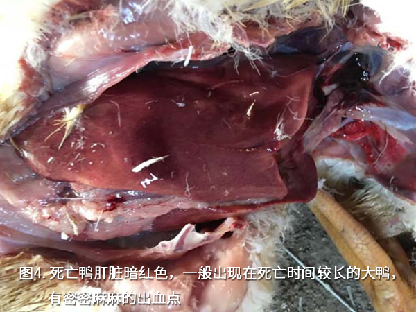 死亡鴨肝臟暗紅色，一般出現(xiàn)在死亡時間較長的大鴨，有密密麻麻的出血點