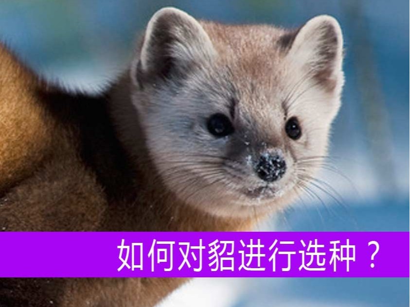 如何對(duì)貂進(jìn)行選種？【康地恩毛皮動(dòng)物養(yǎng)殖】