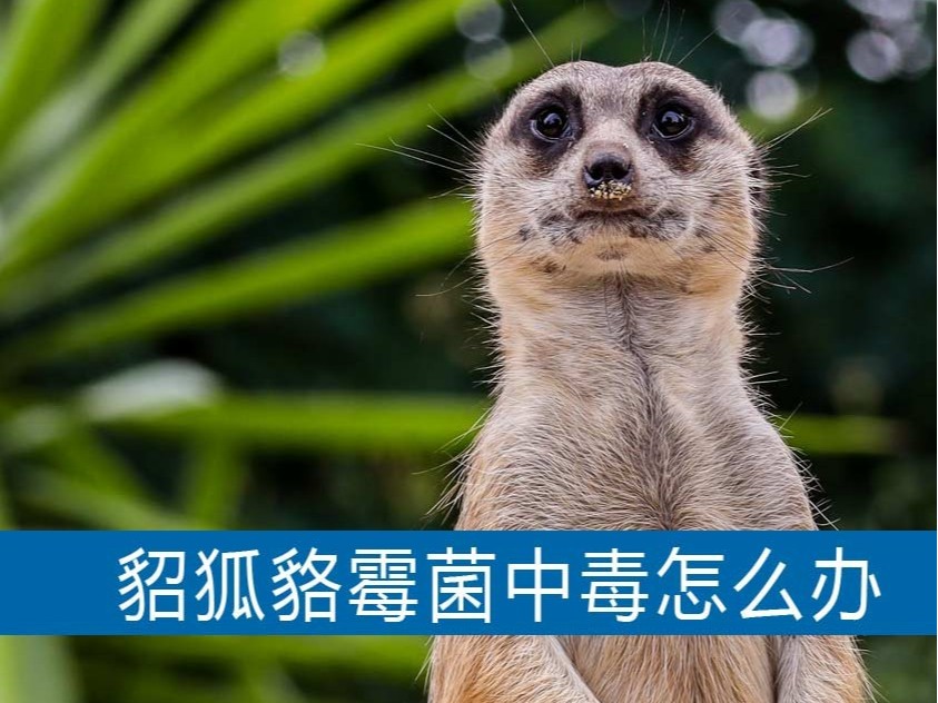 水貂狐貍貉子霉菌中毒怎么辦？【康地恩養(yǎng)貉】