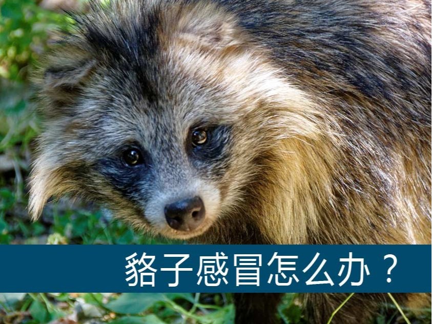 貉子感冒怎么辦？【康地恩養(yǎng)貉】