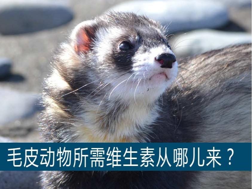 貂、狐貍、貉等毛皮動物生長所需的維生素從哪兒獲??？【康地恩養(yǎng)毛皮】