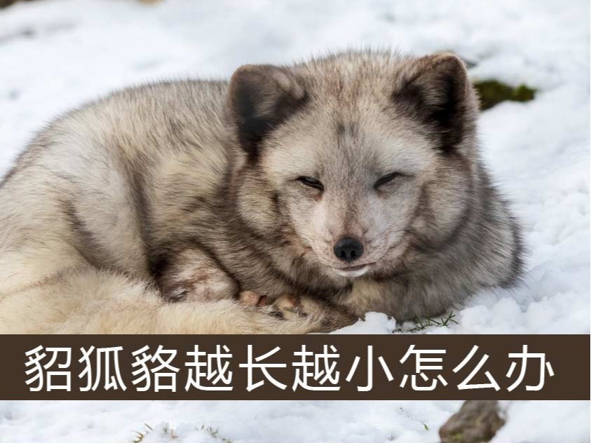 .貂、狐、貉越長(zhǎng)越小怎么辦【康地恩特養(yǎng)】