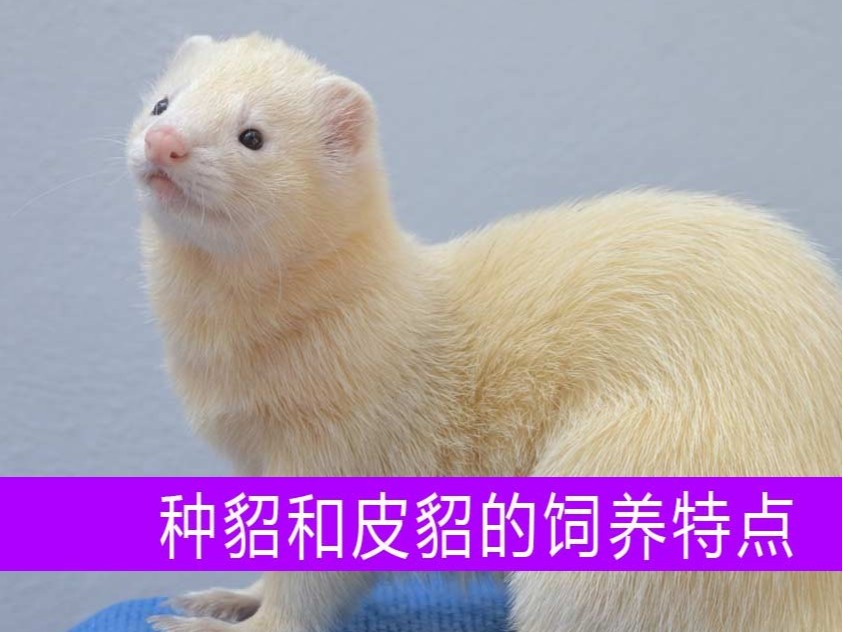種貂和皮貂在飼養(yǎng)上各有什么特點(diǎn)？【康地恩養(yǎng)貂】