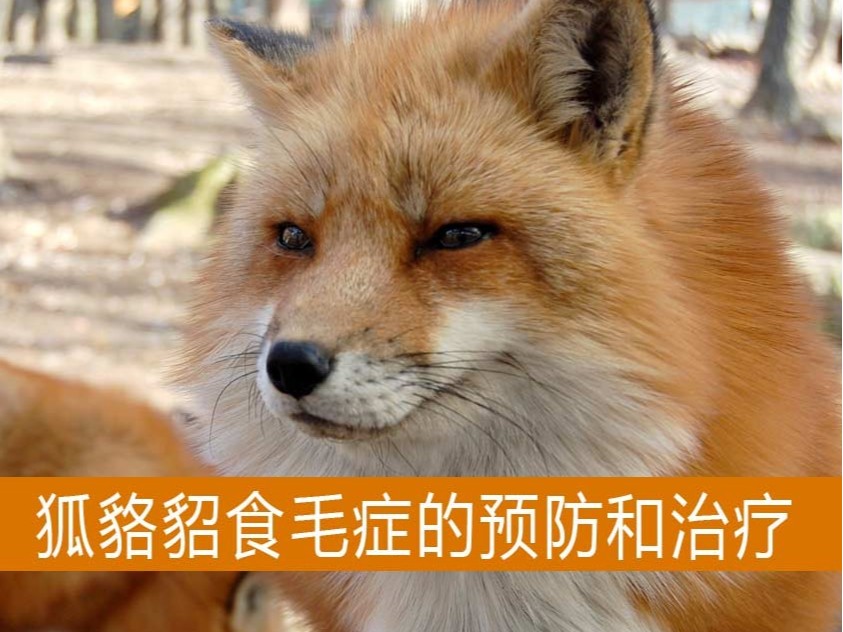 康地恩-毛皮動(dòng)物食毛癥怎么預(yù)防和治療