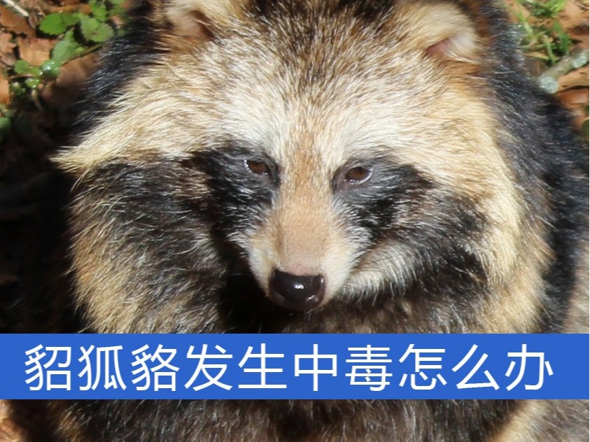 貂、狐、貉發(fā)生中毒怎么辦？【康地恩特養(yǎng)】