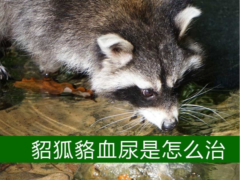 貂狐貉血尿是怎么治？【康地恩特養(yǎng)】