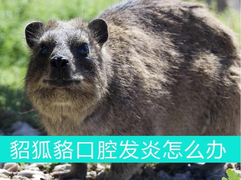 貂狐貉口腔發(fā)炎怎么辦？青島康地恩幫您忙