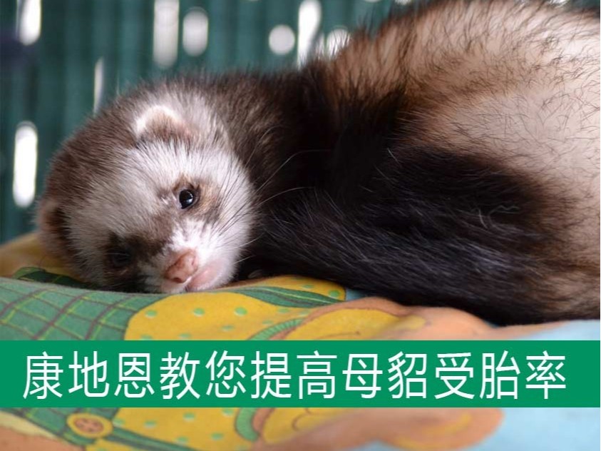 康地恩教您提高母貂受胎率，減少空懷！