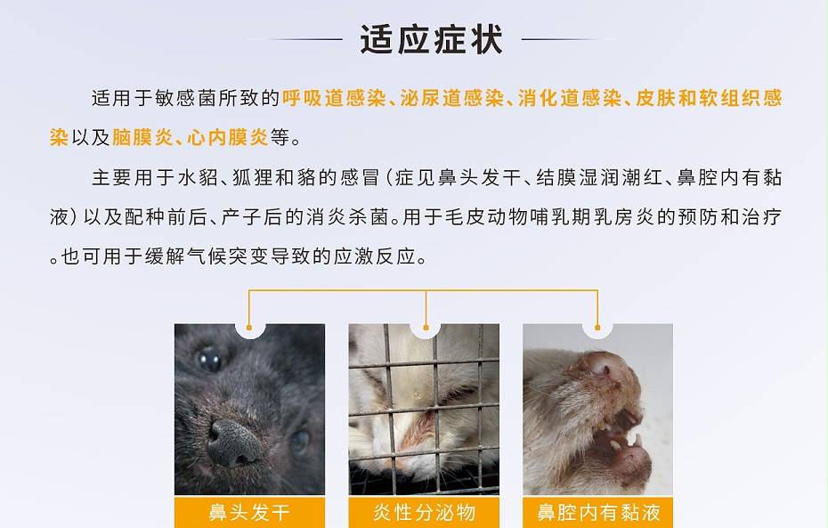 貂、狐、貉等毛皮動物腦膜炎、心內膜炎的防治用藥廠家批發(fā)-青島康地恩2