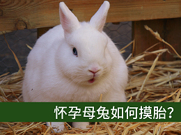 【康地恩養(yǎng)兔】懷孕母兔如何摸胎？